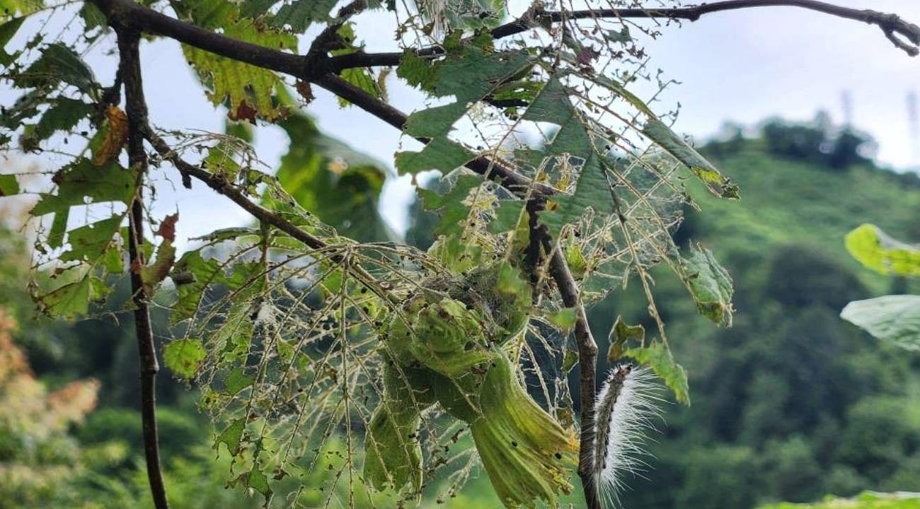 Karadeniz'de 'Vampir Kelebek' ve 'Kokarca'dan sonra 'Amerikan Kurdu' alarmı