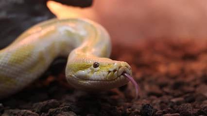 AVM'de piton baskını: Denizli'de yakalandı, Konya'da koruma altına alındı