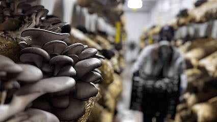 Antalya’nın yeni "Beyaz Altını": Ailesinden öğrendi, şimdi tonlarca üretiyor