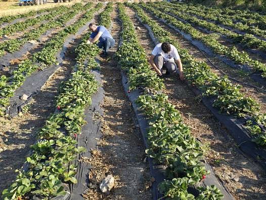 1 dekarla başladı, siparişlere yetişemiyor: Üretimini 3 katına çıkardı