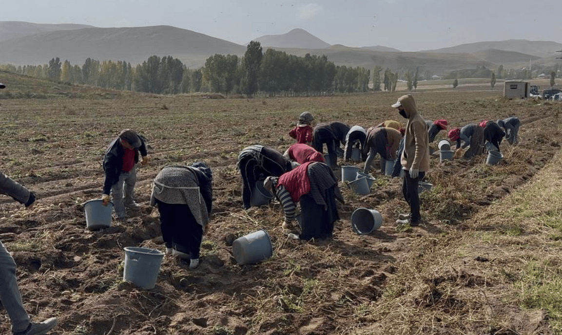 Topraktan fabrikaya: Cips ve dondurulmuş gıda oluyor-3