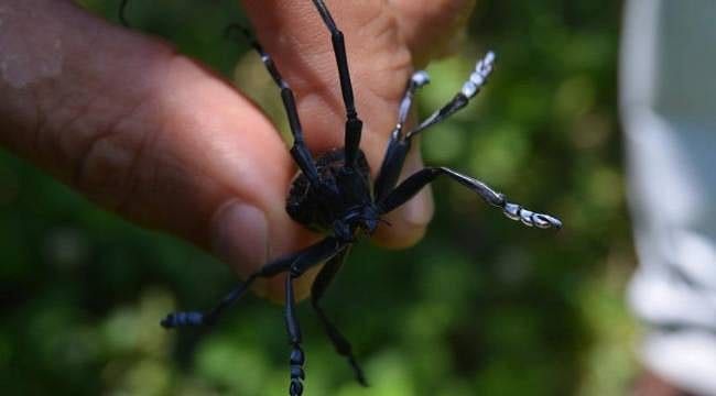Bu böcek bir ağacı tek başına kurutabiliyor: 'Drakula' Alarmı