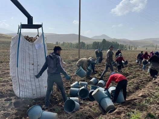 Topraktan fabrikaya: Cips ve dondurulmuş gıda oluyor