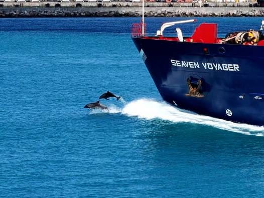 Tarihi Yarımada önünde görsel şölen: Yunuslar gemilerle yarıştı