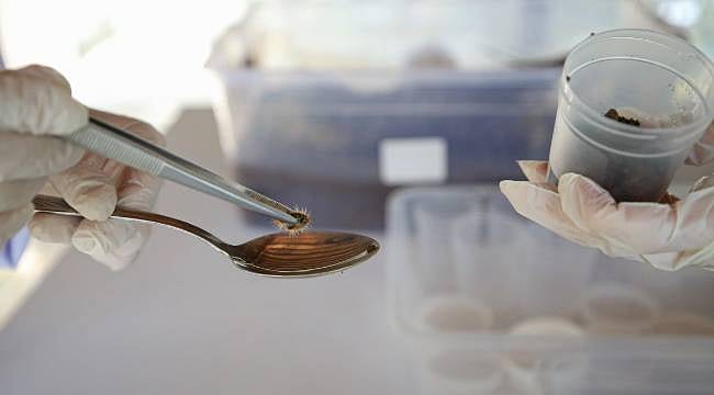 Laboratuvarda 20 yılda 467 bin adet üretildi: 'Terminatör Böcek' bir ordu gibi kalkan oluyor