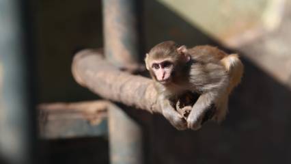 Detaylar: Uyuşturucu baskınından doğal yaşam parkına: Portakal’ın serüveni