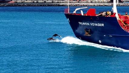 Tarihi Yarımada önünde görsel şölen: Yunuslar gemilerle yarıştı