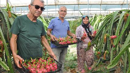 Örtü altında yetişiyor, kilosu 200 lira