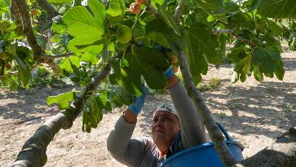 İncirden cips yapıp yurt dışına gönderiyorlar