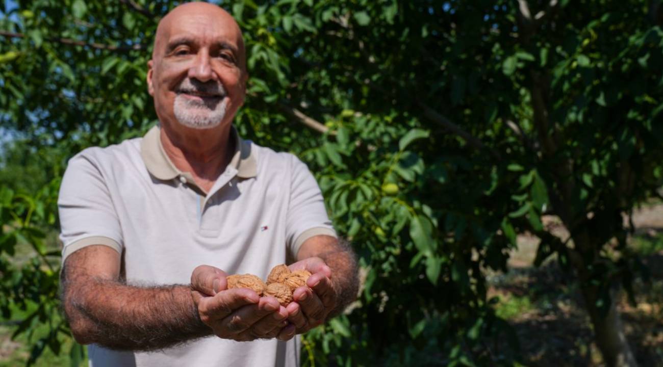 Ceviz üretiminde akıllı böcekler görevde
