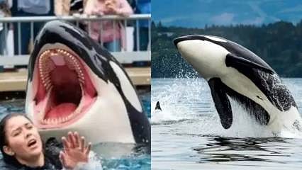 "Jessica Radcliffe orka videosu" viral olmuştu: Balina saldırısı gerçek mi?