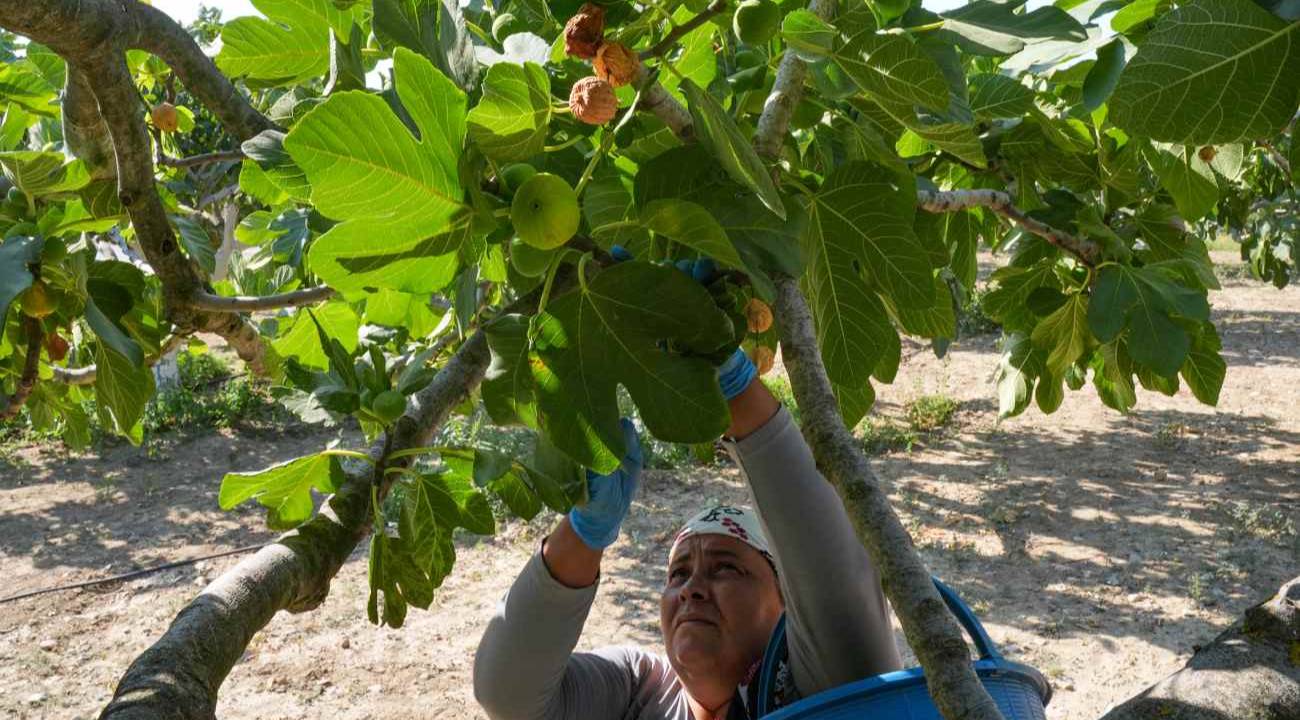 İncirden cips yapıp yurt dışına gönderiyorlar