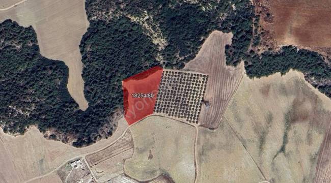 ADANA SARIÇAM İSTİKLAL'DE 5.690,80 M² PLANSIZ ALAN (1/100.000 ÇDP TARIM ALANI)