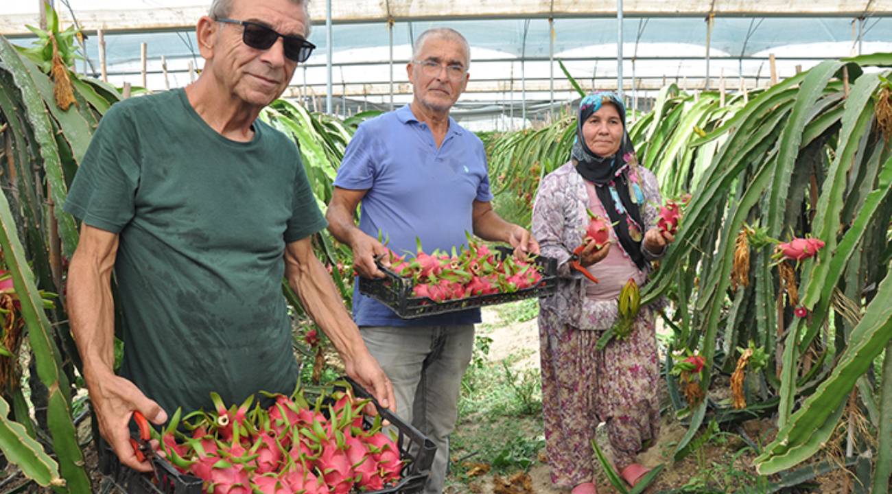 Örtü altında yetişiyor, kilosu 200 lira