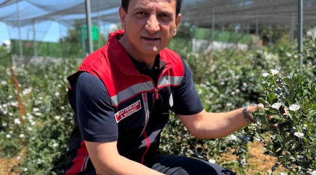 20'DEN FAZLA İLDE YABAN MERSİNİ ÜRETİLİYOR