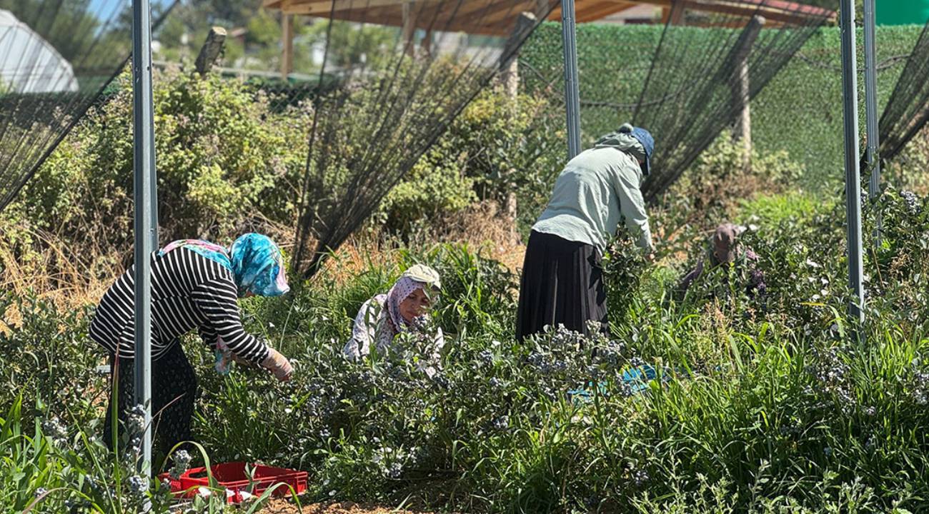 'Mavi altın' İstanbul'dan dünyaya gidiyor