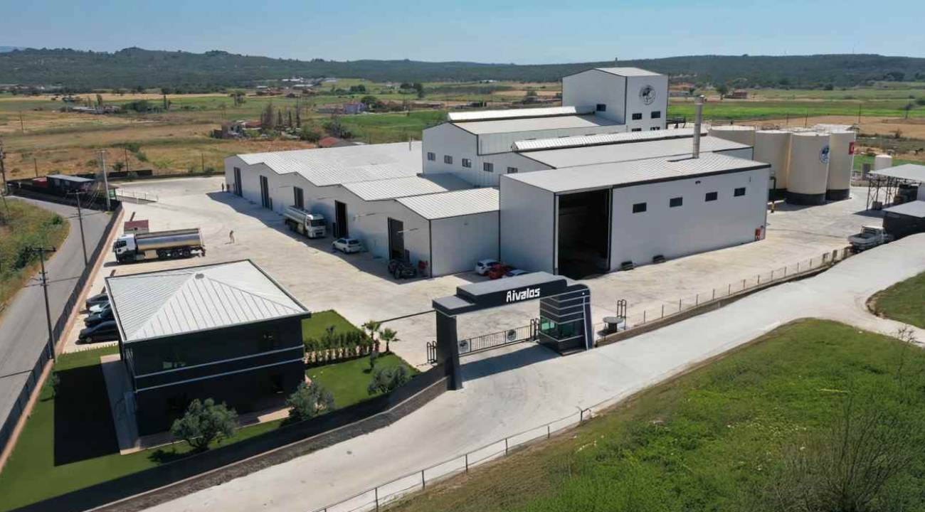 Ege’nin zeytinleri soğuk sıkım tekniğiyle sofralara ulaşıyor
