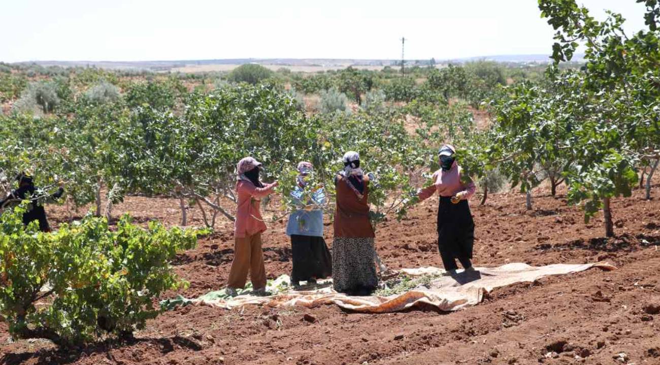 Üreticinin yüzü gülüyor: "Fiyatı 650-700 lira civarında"