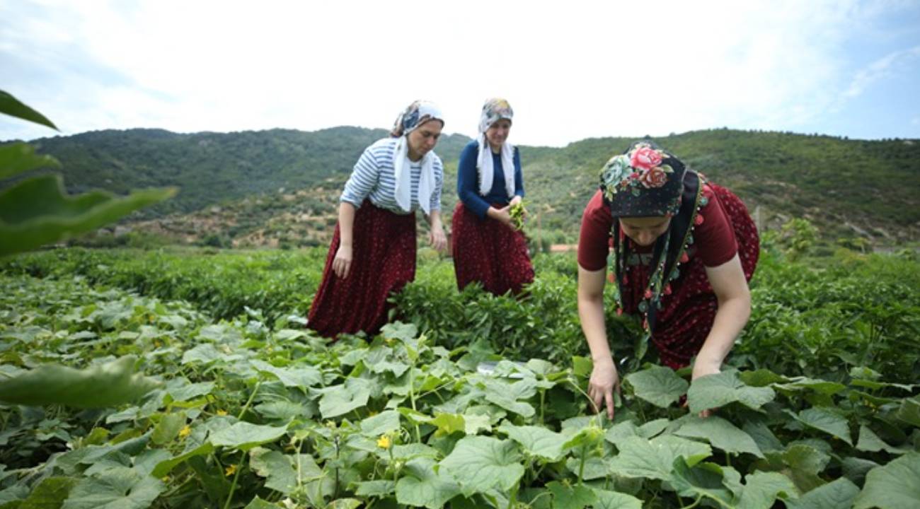 Kadınlar kurdu, ziyaretçi yağıyor: "Çok şaşkınız"