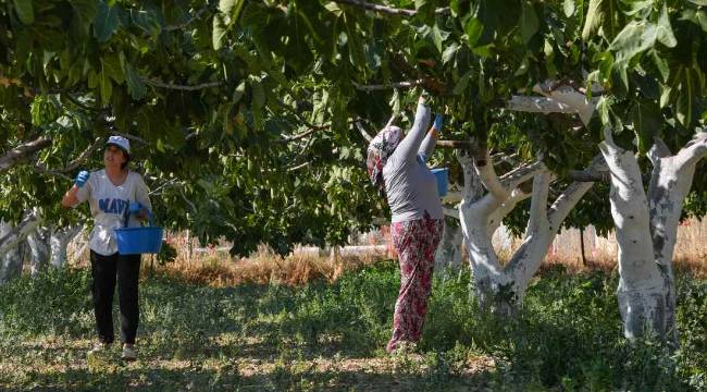 ABD, KANADA VE AVRUPA PAZARINA GİDİYOR