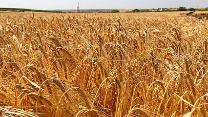 “Tarımsal ekonomiye 1,7 milyar TL katkı veriyoruz”