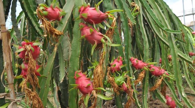 DRAGON FRUIT YA DA PİTAYA