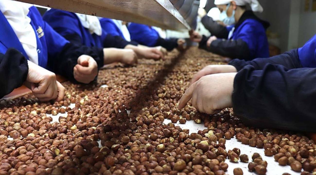 Don vurdu: Bu yılın fındık rekolte beklentisi yüzde 37 düştü