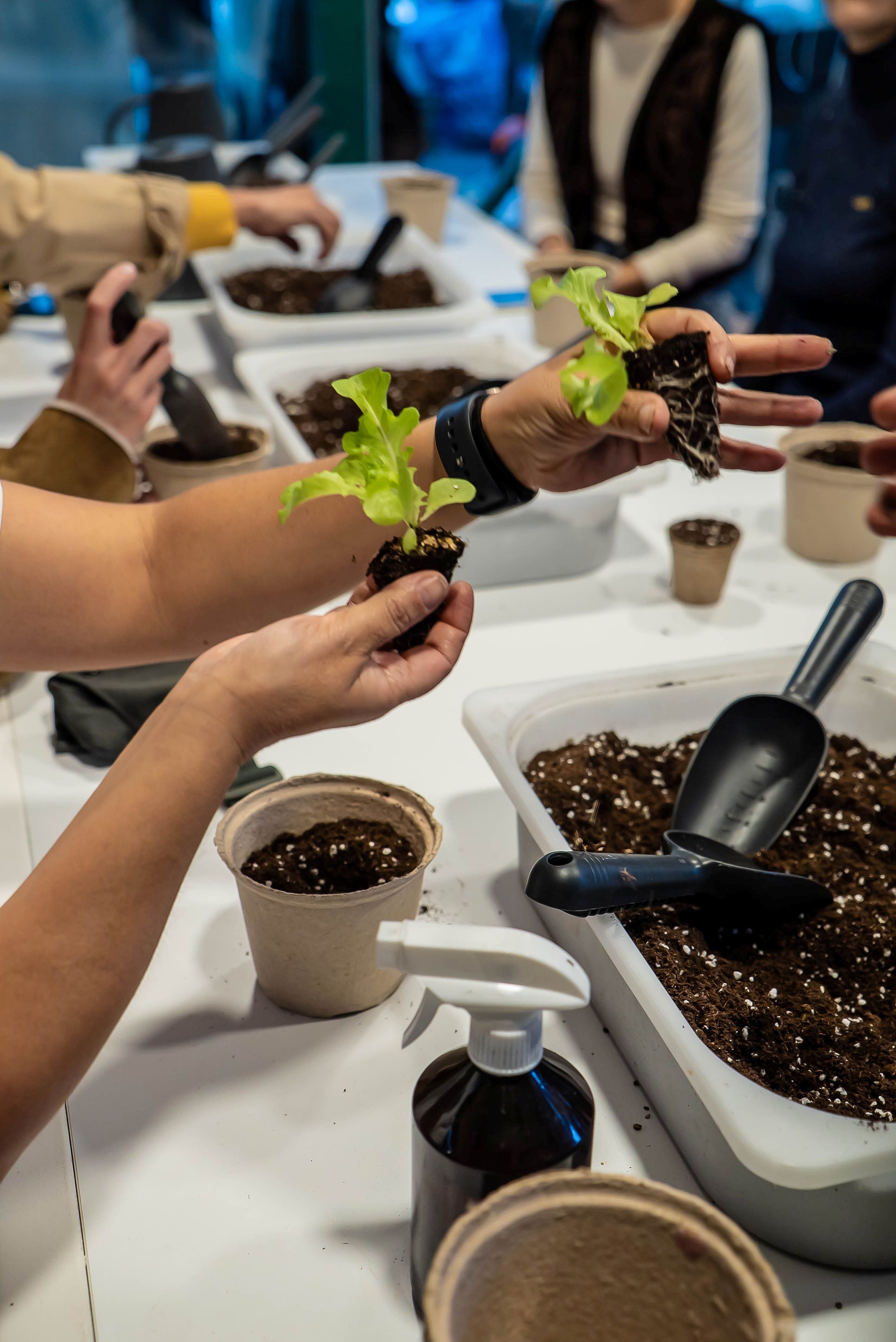 Akmerkez’in terası tarım alanı oldu-1