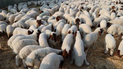 Türkiye’nin damızlık ambarı: Hedef 4 bin 500 ton süt verimi