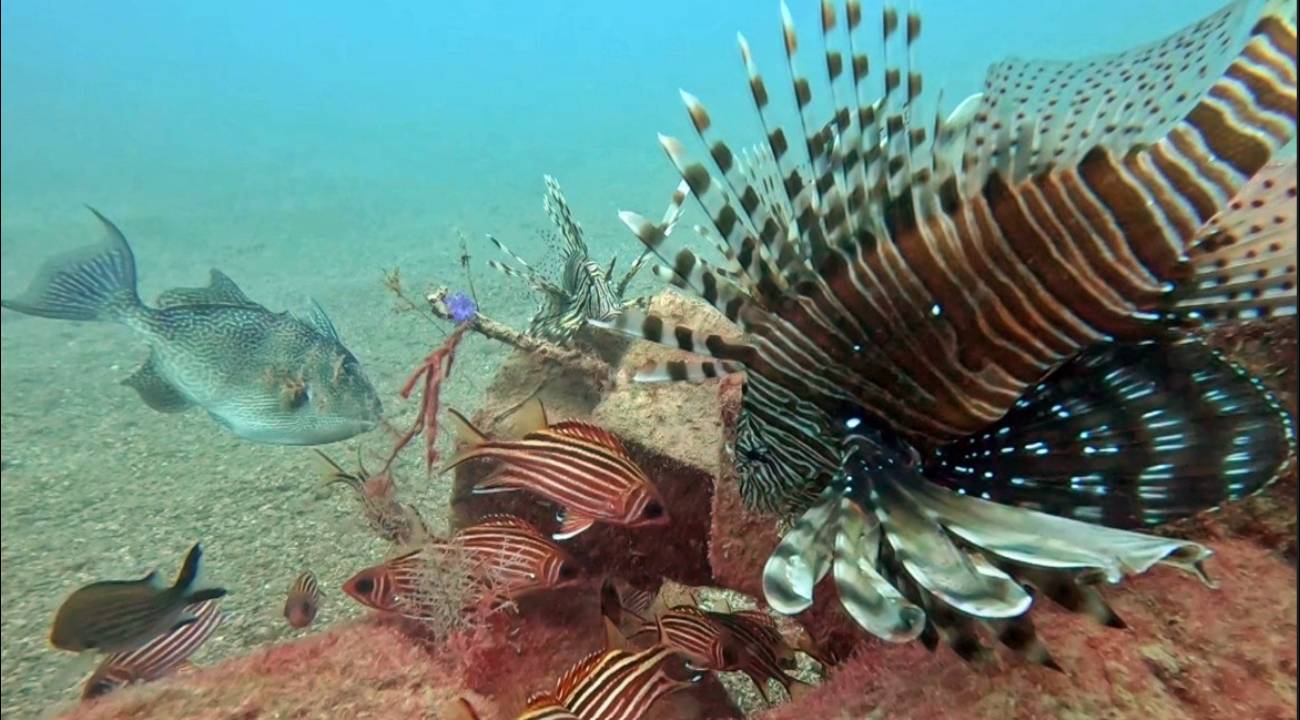 Akdeniz'de Kızıldeniz istilası: Yerli türler baskı altında