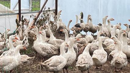 Yabani otla mücadelede kazlar görevde