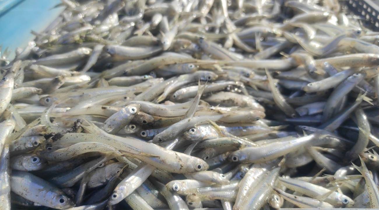 Bölge ekonomisine büyük katkı: Bozkırın ortasından Avrupa'ya balık ihracatı
