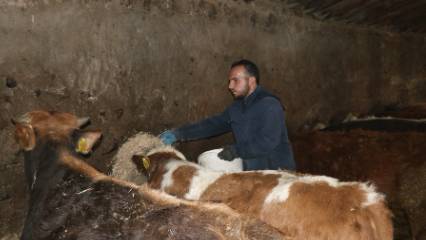 Hibeyle başladığı hayvancılık işini büyüttü, işletme sahibi oldu