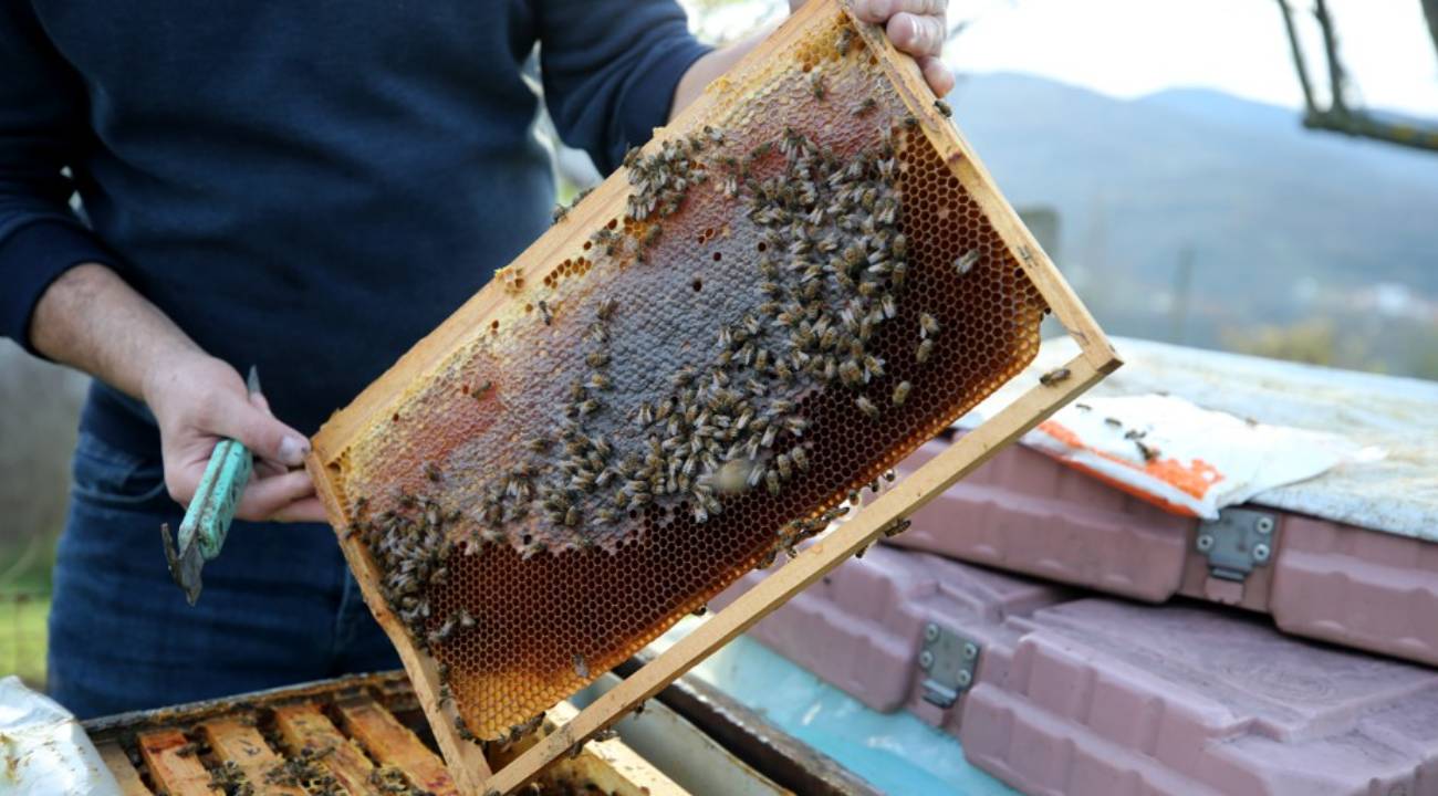 Yenice Balı AB tesciliyle dünya pazarına hazırlanıyor
