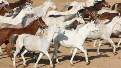 120 şampiyon adayı tay bu yıl satışa çıkıyor