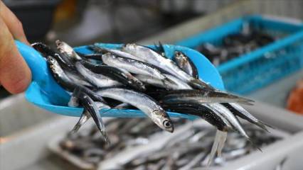 Türk hamsisi 20 ülkenin sofrasına ulaştı: İlk üçte hangi ülkeler var?