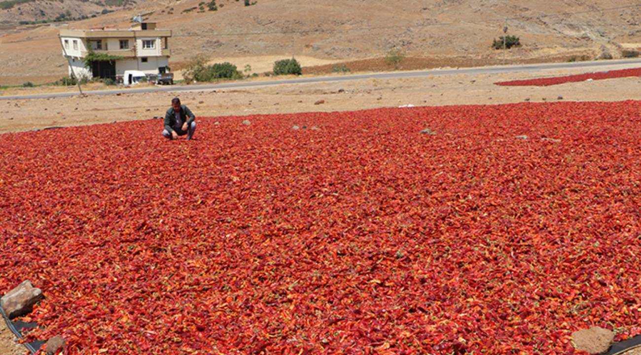 Kilis'te kırmızı biber hasadı başladı... Kaç ton rekolte bekleniyor?