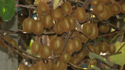 Hasat sürüyor: Fındıktan sonra Ordu'nun yeni gözdesi oldu