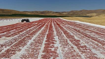 Elazığ'dan dünyaya yayılıyor; 15 bin 300 ton rekolte bekleniyor