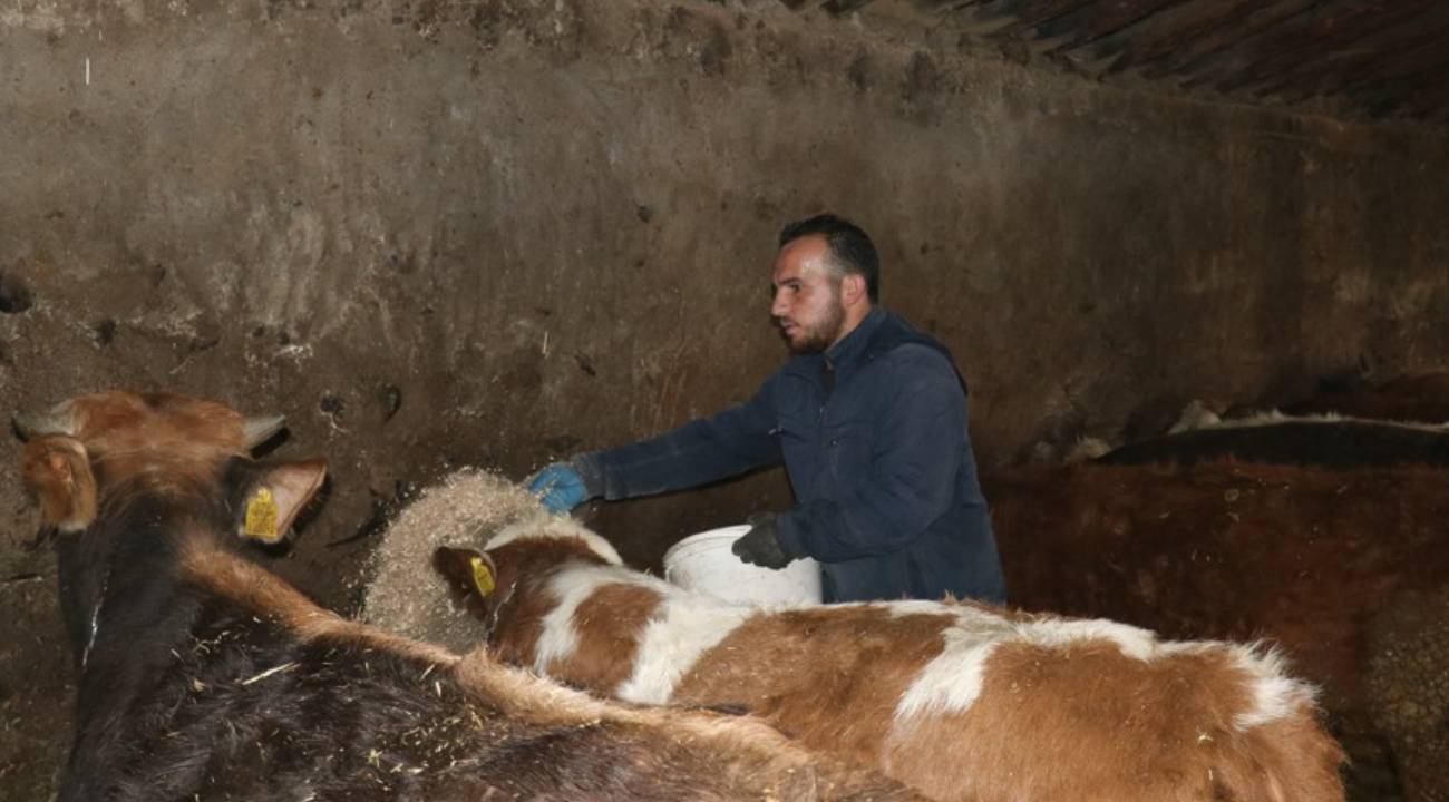Hibeyle başladığı hayvancılık işini büyüttü, işletme sahibi oldu