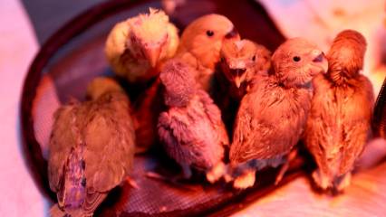 Belgesiz satışa geçit yok: El konulan yavrular emin ellerde