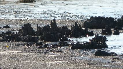 Erçek Gölü'nde tarihi keşif: Su çekilince mikrobiyalitler göründü