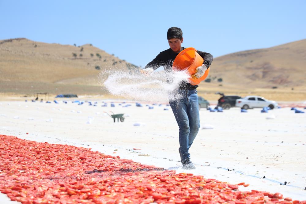 Elazığ'dan dünyaya yayılıyor; 15 bin 300 ton rekolte bekleniyor-1