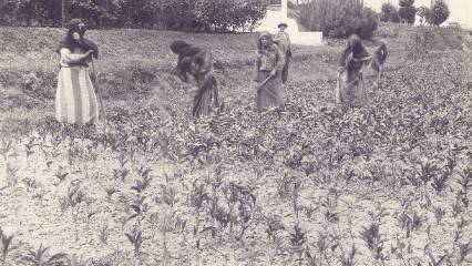 Tozlu raflardan çıkan sır: Rize çayı sanılandan çok daha eskiymiş