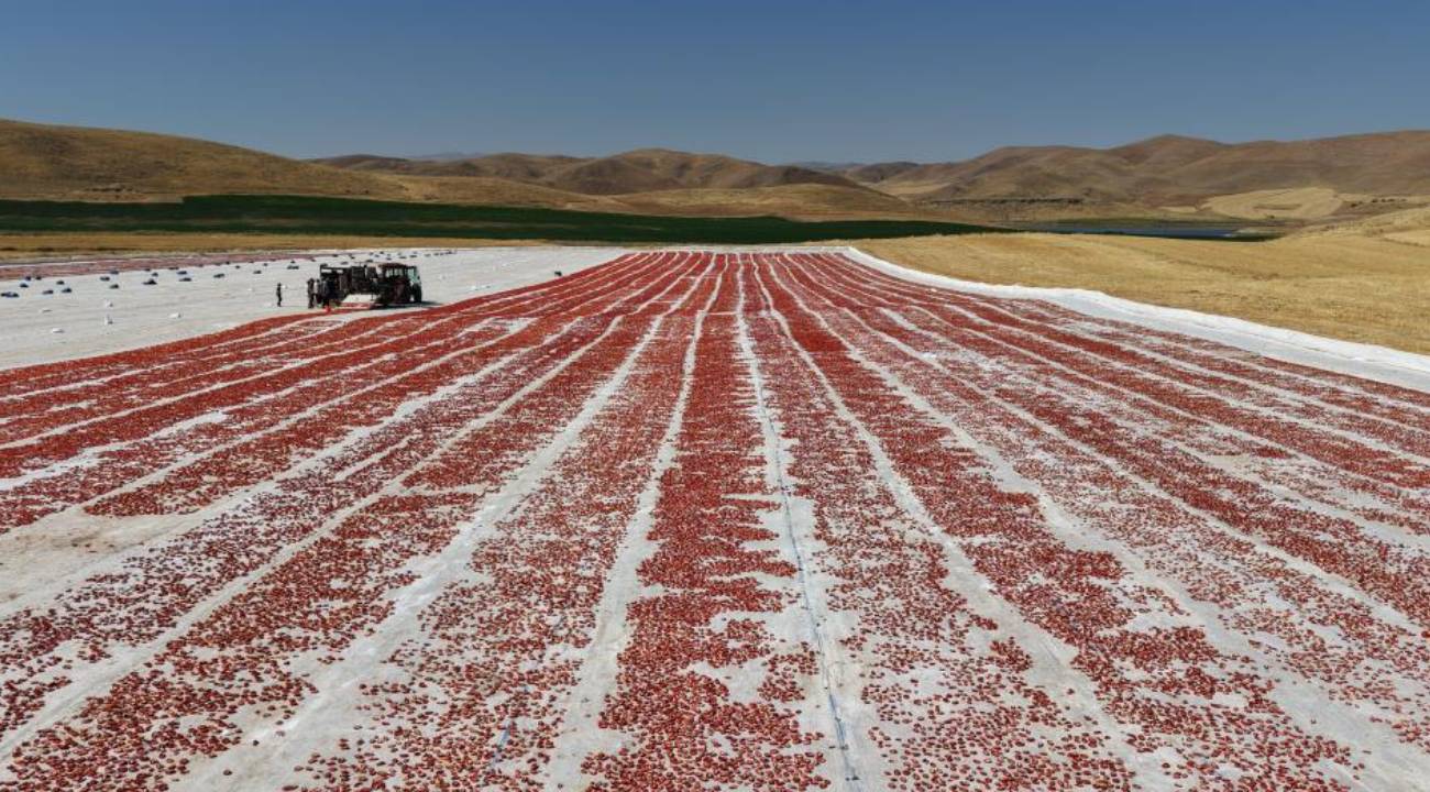 Elazığ'dan dünyaya yayılıyor; 15 bin 300 ton rekolte bekleniyor