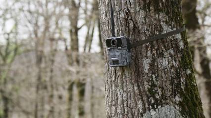 Detaylar: Burada üretilen geyikler Türkiye'ye yayılıyor, GPS ile takip ediliyor