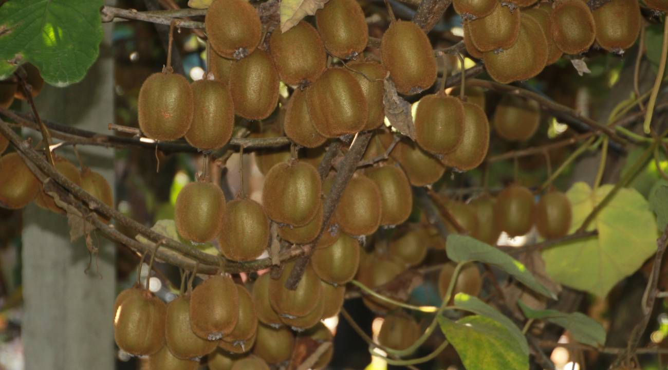 Hasat sürüyor: Fındıktan sonra Ordu'nun yeni gözdesi oldu
