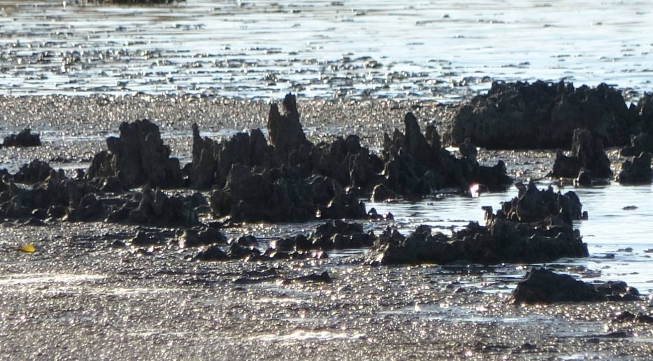 Erçek Gölü'nde tarihi keşif: Su çekilince mikrobiyalitler göründü