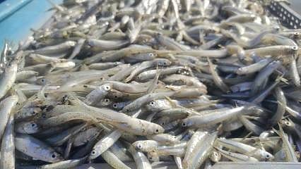 Bölge ekonomisine büyük katkı: Bozkırın ortasından Avrupa'ya balık ihracatı