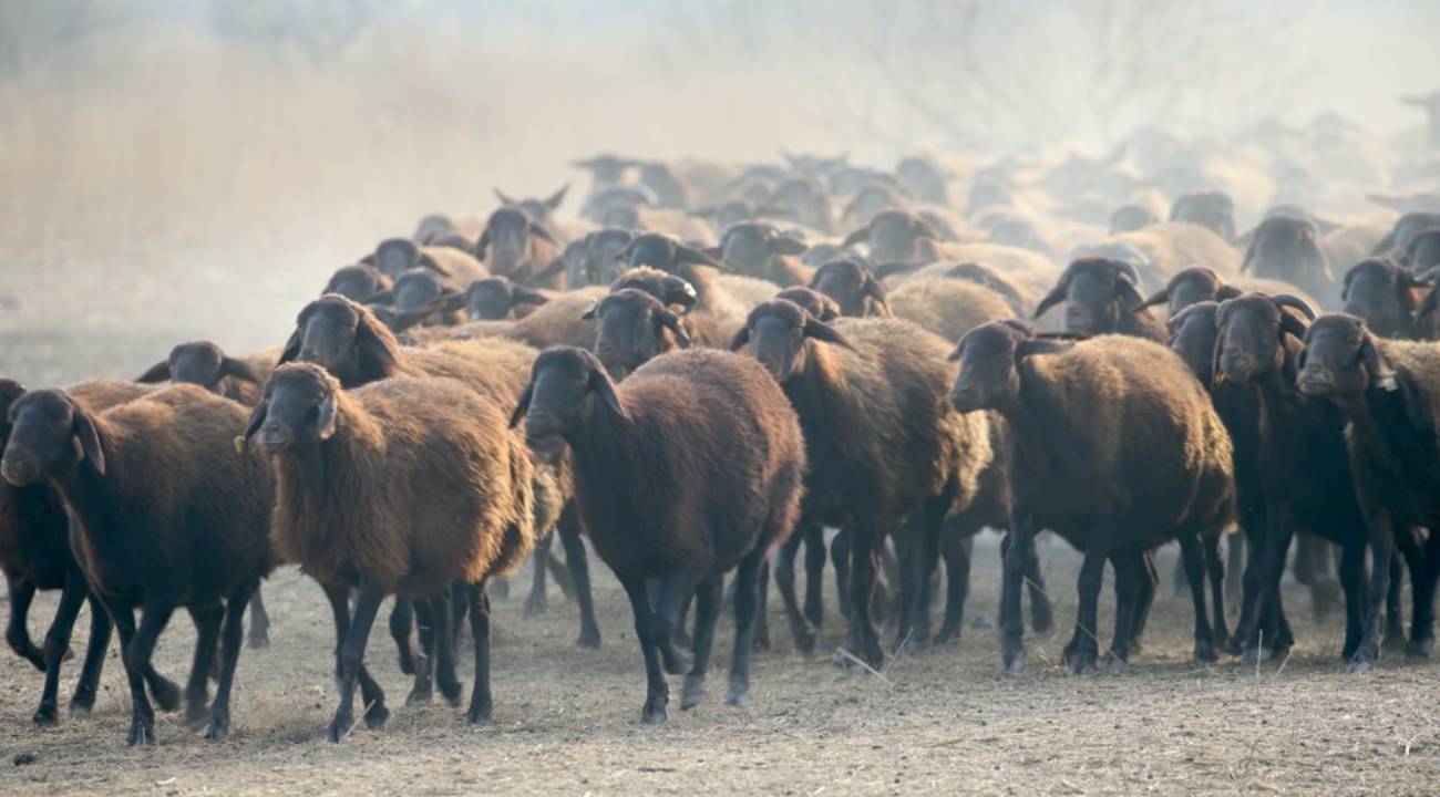 Bölge üreticisine destek: 9.500 Morkaraman'dan 15.000 hedefine
